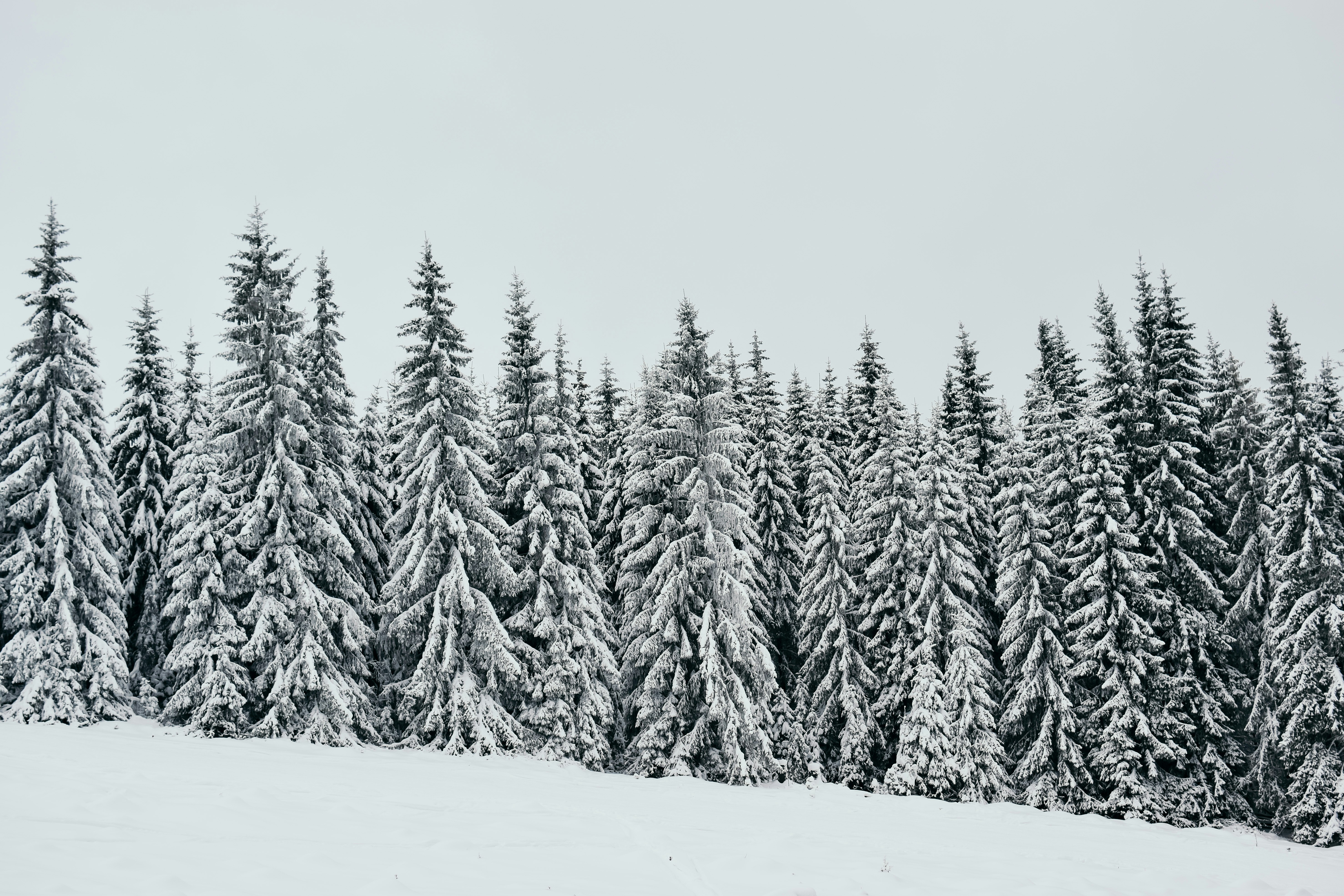 snow-covered pine trees